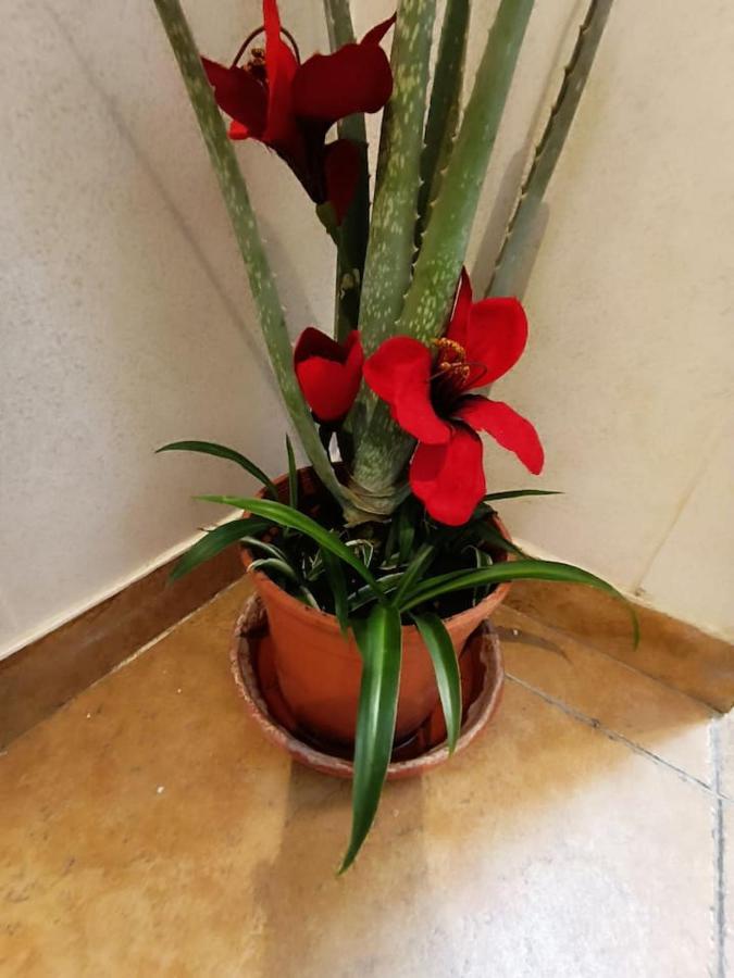 Corrala De San Anton. Arrayanes Apartamento *