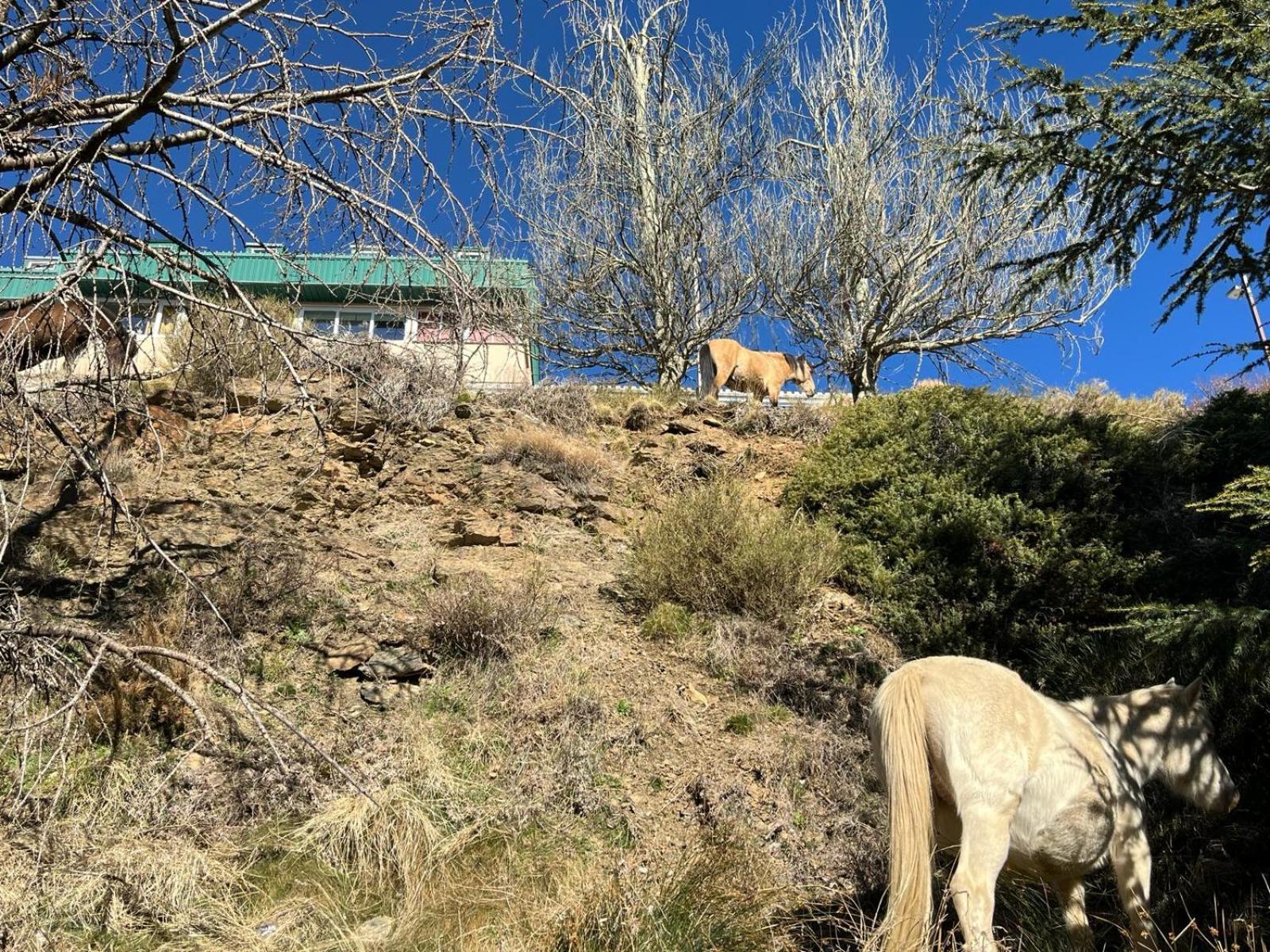 Apartamento Biznaga Nevada *