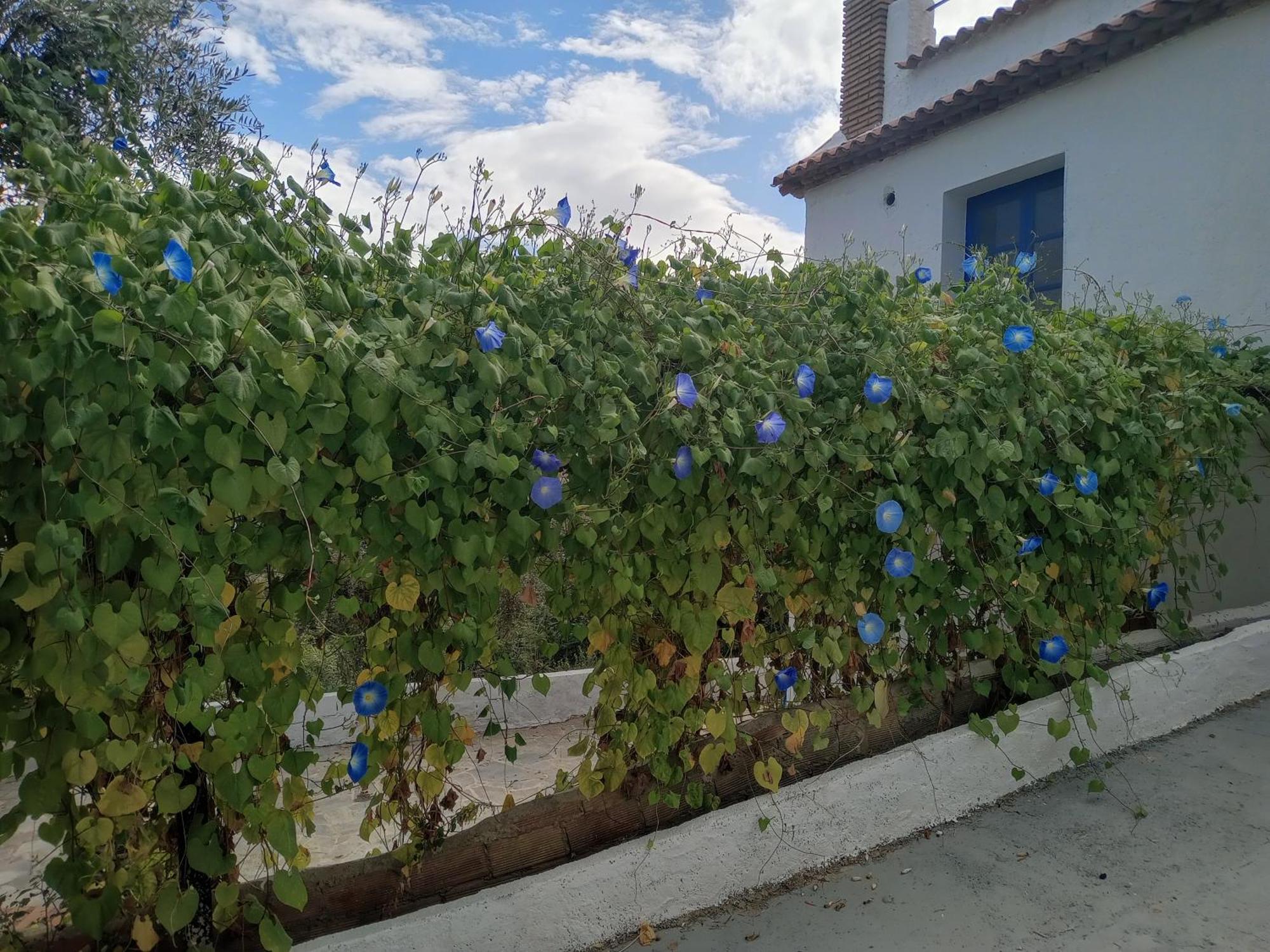 Cortijo Al Andalus Сasa de vacaciones